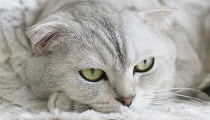 开云在线：云端生活的新选择