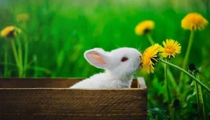 开云在线：云端生活的新选择